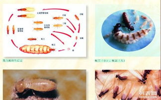 專業上門除白蟻 廣州白蟻防治中心 廣州滅白蟻