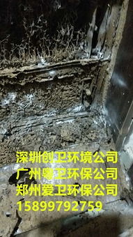 深圳防白蟻公司專業(yè)滅白蟻