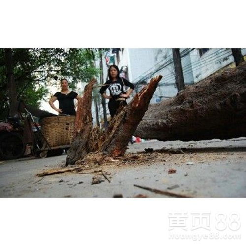 【南沙區小區白蟻防治服務團隊】- 