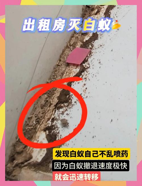 白蟻防治服務 守護家園的無聲戰爭