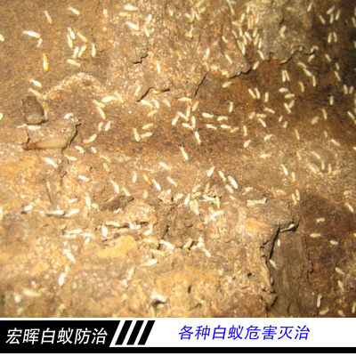 守護(hù)家園的“隱形衛(wèi)士”——廣州市宏暉白蟻防治服務(wù)全方位解讀