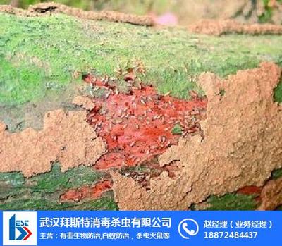 常德古白蟻防治_白蟻_長(zhǎng)沙白蟻預(yù)防處理 查看